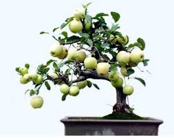 Over the course of several years the leaves slowly reduce in size, which is crucial for the tree to appear natural. Bonsai Fruit Trees In India Bonsai Tree