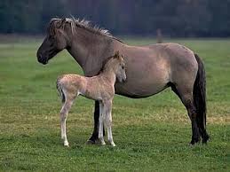 Horse Breeds