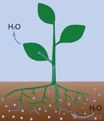 In cells, osmosis occurs across the cellular membrane to keep a cell from becoming flaccid (not enough water) or turgid (too much water). What Is Osmosis With Pictures