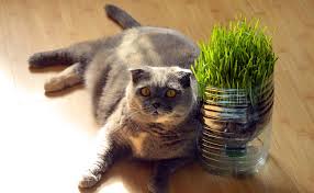 Image result for scottish fold