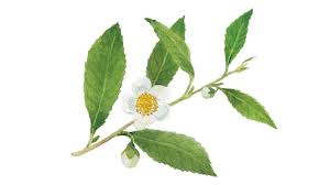 Image result for Camellia sinensis