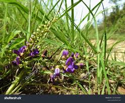 Image result for Millettia bussei