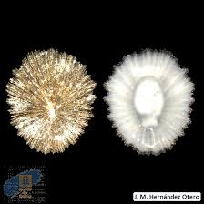 Image result for Patella aspera