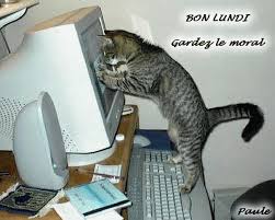 Résultat de recherche d'images pour "gif chatsemaine"