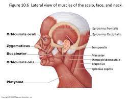 Copyright C 2010 Pearson Education Inc Figure 10 6 Lateral View Of Muscles Of The Scalp Face And Neck Orbi Head Muscles Muscle Anatomy Neck Muscle Anatomy
