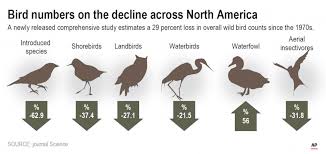 Us And Canada Have Lost Nearly 3 Billion Of Bird Population