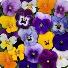 Viola Flower Garden Seeds Sorbet F1 Series Mix 100 Seeds Annual Flower Gardening Seeds Walmart Com Viola Flower Flower Seeds Annual Flowers
