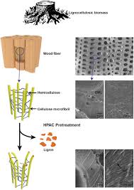 Like most lignocellulosic materials, ja stalks are composed of cellulose, hemicellulose, and lignin to form a very compact structure, requiring a more complex pretreatment step. New Hpac Lignocellulose Pretreatment Method Could Accelerate Cellulosic Biofuel Production Green Car Congress