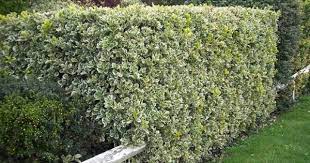 Euonymus Hedge Hedges Backyard Inspiration Flower Garden