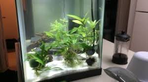 Kuhli loaches (pangio kuhlii) are peaceful, fun to watch and easy to keep, which means they're a great choice for beginners and experienced pangio kuhlii, also known as acanthophthalmus kuhlii, is commonly referred to as the kuhli loach, the coolie loach, the leopard loach, or the slimy loach. Betta Wants To Be A Kuhli Loach Youtube