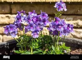 Image result for Nemesia lilacina