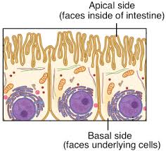 Check spelling or type a new query. Tissues Organs Organ Systems Article Khan Academy