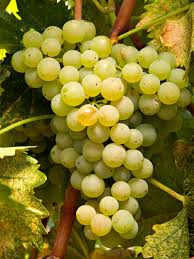 Tablas Creek Vineyard The Pioneering Paso Robles Rhone Ranger Winery Produces Some Of The Region S Best Organic And Biodynamic Varietal Wines And Blend Varietal