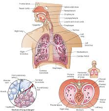 labeled diagram of the respiratory system for kids human