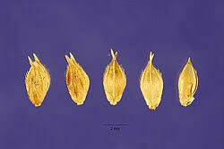 Image result for Echinochloa pyramidalis