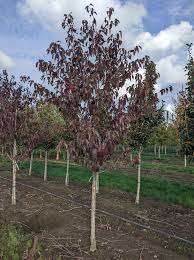 Image result for Prunus serrulata