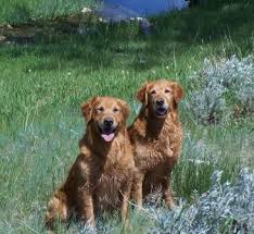 Potty train your puppy fast! Hunter S Goldstrike Golden Retrievers