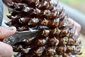 Pine Nuts Foraged Food Pine Nuts Survival Food