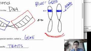 Discover more posts about alleles. 8 1 Genes And Alleles Youtube