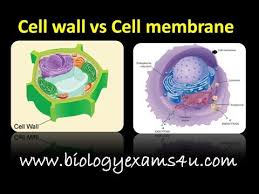 Difference Between Cell Wall And Cell Membrane Major Differences Cell Membrane Cell Wall Plasma Membrane