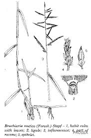 Image result for Urochloa arrecta