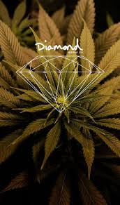 We've gathered more than 5 million images uploaded by our users and sorted them by the most popular ones. Free Download Stoner Wallpaper Weed Iphone Wallpapers Iphone 5 Diamond 736x1247 For Your Desktop Mobile Tablet Explore 50 Stoner Wallpaper Iphone Live Weed Wallpapers That Move Trippy Stoner Wallpapers Cool Marijuana Wallpapers