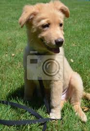 It is the smallest of the retrievers, and is often mistaken for a small golden retriever. Happy Go Lucky Nova Scotia Duck Tolling Retriever Welpen Hund Leinwandbilder Bilder Grinsend Retriever Grinsen Myloview De