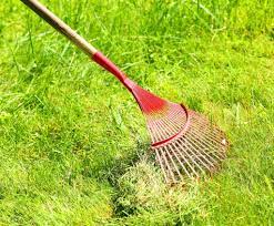 Six Steps For A Perfect Lawn Overseeding Lawn Planting Grass Overseeding