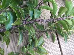 厄介な天敵 カイガラムシを見つけたときの駆除 対策 注意点 Lovegreen ラブグリーン