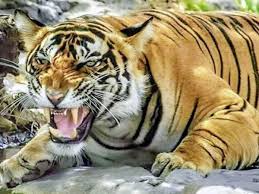International tiger day celebrated on july 29 aims at spreading awareness. Qi7fv 8iz6pe2m