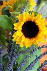 85 x 60 cm fix puzzle glue included. 28 Sunflowers Lavender Ideas Lavender Sunflower Fields Lavender Fields