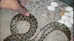 وإن كنت تقصد السحلية المعروفة، وهي التي تشبه الورل في شكله. Ø§Ù„ÙØ±Ù‚ Ø¨ÙŠÙ† Ø¨ÙŠØ¶ Ø§Ù„Ø£ÙØ§Ø¹Ù‰ ÙˆØ¨ÙŠÙ† Ø¨ÙŠØ¶ Ø§Ù„ÙˆØ²Øº Ø£Ùˆ Ø§Ù„Ø¨Ø±Øµ Ù…Ø¹ Ø§Ø­Ù…Ø¯ Ø§Ù„Ø¯ÙƒØ±ÙˆÙ†Ù‰