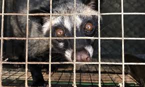 Civet Cats Are Suffering For The World S Cruelest Coffee Cruel Animal Advocacy Elephant Ride