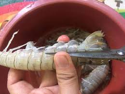 Akhir sekali masukkan bahan sayuran dan pecahkan telur. Udang Lipan Masak
