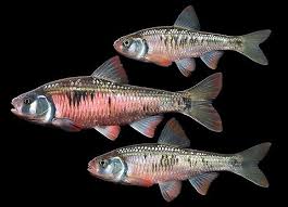 Image result for Sonchus luxurians