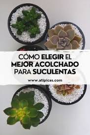 1.4 mezcla de suelo para plantar cactus o suculentas 1.8 abonos líquidos para cactus y otras suculentas por lo tanto, en general, para el cultivo de suculentas se prefiere una base arenosa que. 160 Ideas De Recetas Caseras Para Suculentas Y Cactus En 2021 Suculentas Cuidado De Suculentas Plantas Suculentas