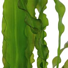 Aponogeton Crispus Tropica Aquarium Plant It prefers slightly acidic water, however, it also grows when the ph is higher. tropica