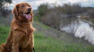Red Golden Retrievers Color Controversy Puppy Cost More