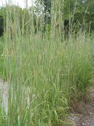 Image result for Andropogon lima
