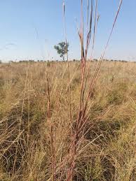 Image result for Schizachyrium sanguineum