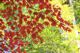 竹と紅葉の写真素材 Fyi00474575 ストックフォトのamanaimages Plus