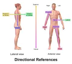 Using anatomical planes allows for accurate description of a location, and also allows the reader to understand what a diagram or picture is trying to show. General Anatomy And Physiology Of A Human Teas Registerednursing Org