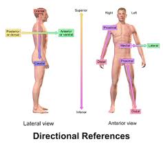 Lying in horizontal plane with back facing upward and face downward. General Anatomy And Physiology Of A Human Teas Registerednursing Org