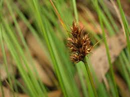 Image result for Seddera suffruticosa