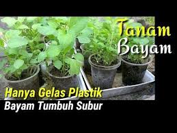 Nak tahu cara tanam bayam dalam tapis? Menanam Bayam Cabut Bisa Dilakukan Sendiri Dirumah Secara Mudah Bagi Pemula Cara Menanam Digelas Youtube Taman Buah Menanam Sayuran Menanam Bunga