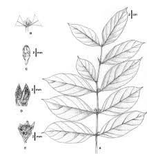 Image result for Pyrostria