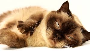 Das gilt aber oft nur, wenn man sich. Katze Hat Verstopfung Ursachen Und Behandlung Focus De