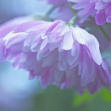 Sign in or sign up. Snow Light Pretty Flowers Beautiful Flowers Flowers