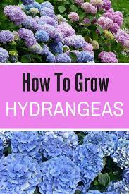 How To Grow Hydrangeas In Your Garden Natalie Linda Growing Hydrangeas Beautiful Flowers Garden Flower Landscape