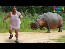Funny Animals Scaring People Hilarious Funniest Animals Video 2018 Funny Animal Videos Scaring People Funny Animals